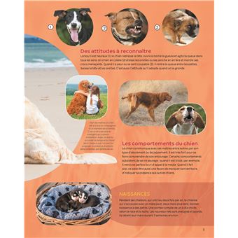 Les animaux familiers