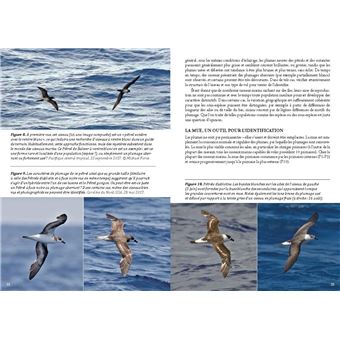 Guide photo des oiseaux marins du monde