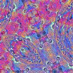 Placenta