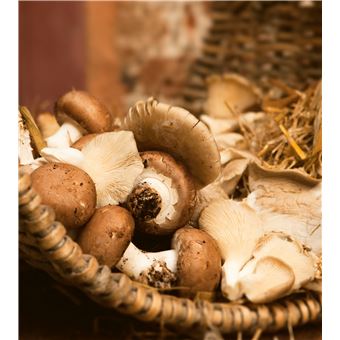 Faites pousser vos champignons !