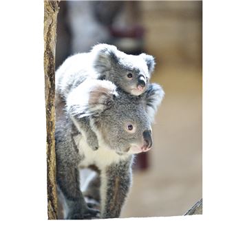 Défis nature   Premières lectures   Seule dans la forêt