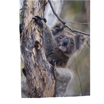 Défis nature   Premières lectures   Seule dans la forêt