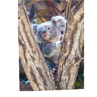 Défis nature   Premières lectures   Seule dans la forêt