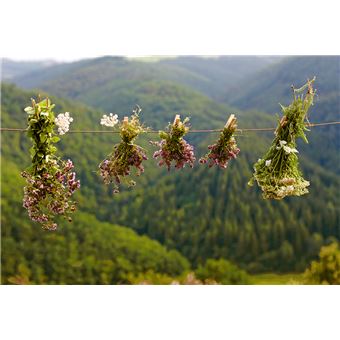 La Pharmacie naturelle - Avec des plantes médicinales sauvages et du jardin