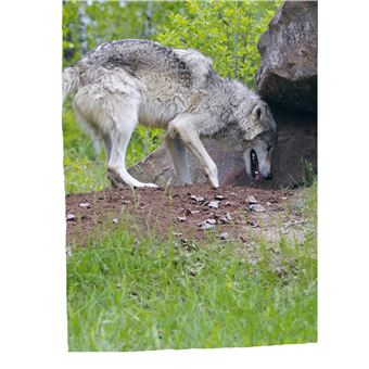 Défis nature - Premières lectures - Un loup pas comme les autres