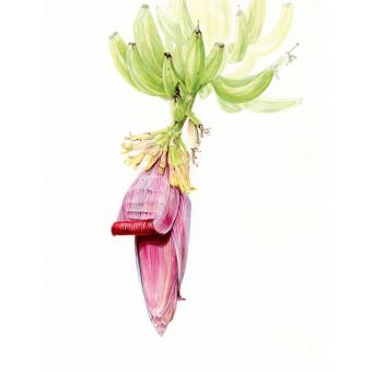 Dessiner les plantes extraordinaires - 25 espèces à dessiner en pas-à-pas