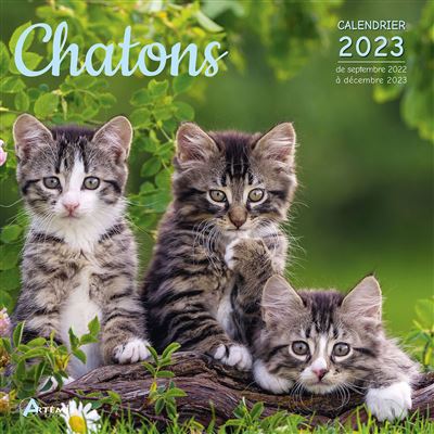 Calendrier Chaton 2023 Calendrier Chatons 2023 - Broché - Collectif, Livre Tous Les Livres À La  Fnac
