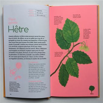 Arbres d'ici et d'ailleurs