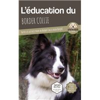 L'éducation du Border Collie