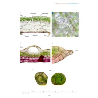 Les Bryophytes de France