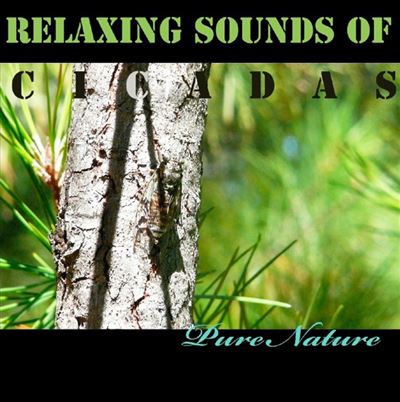 Musique relaxante avec le chant des cigales