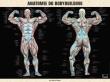 Poster Bodybuilding anatomie