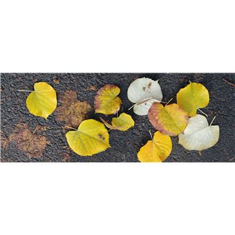 Du platane au gingko