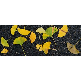 Du platane au gingko