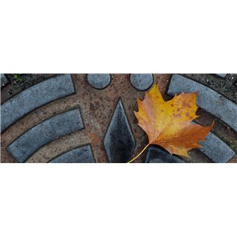 Du platane au gingko