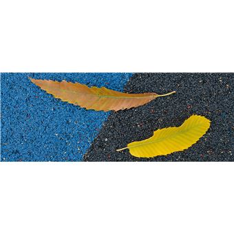 Du platane au gingko