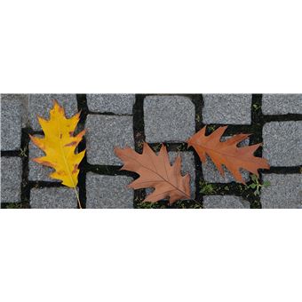 Du platane au gingko