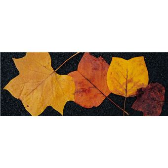 Du platane au gingko