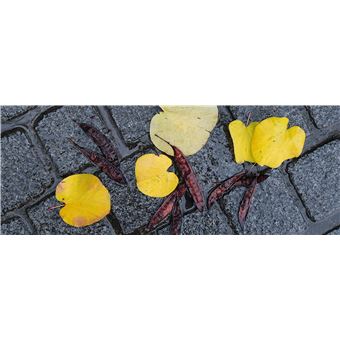 Du platane au gingko