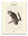 Tirage - Chouette cendrée - Édition illustrée