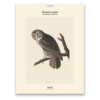 Tirage - Chouette cendrée - Édition illustrée