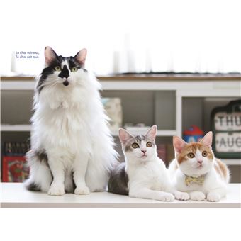 La psychologie selon les chats