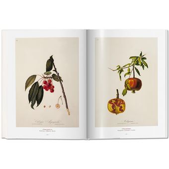 A Garden Eden. Masterpieces of Botanical Illustration