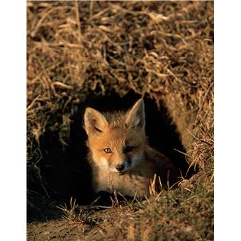 Le Guide Photo National Geographic - NED