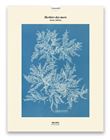Tirage - Herbier des mers - Édition illustrée