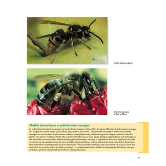 Le traité Rustica de l'apiculture version luxe