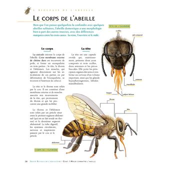 Le traité Rustica de l'apiculture version luxe