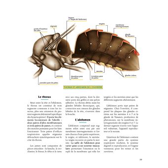 Le traité Rustica de l'apiculture version luxe