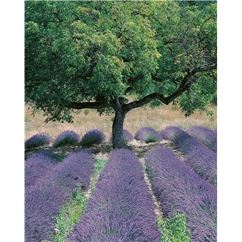 Le traité Rustica de l'apiculture version luxe