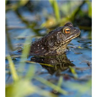 Créer une mare dans mon jardin
