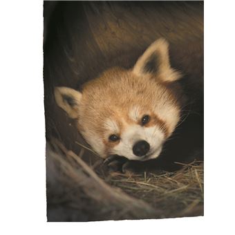 Défis nature   Premières lectures   Attention, petit panda roux!