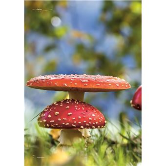 Tintin - C'est l'aventure 3