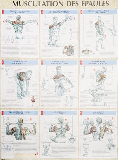 Musculation epaules poster