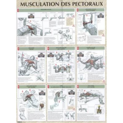 Musculation pectoraux poster