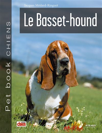 Basset- hound