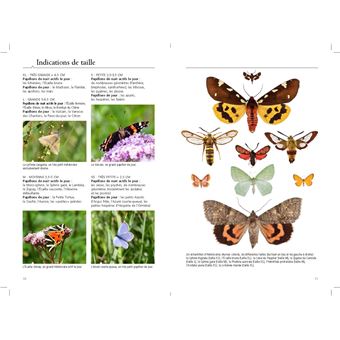 Hétérocères diurnes