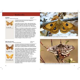 Hétérocères diurnes