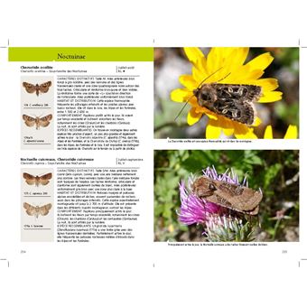 Hétérocères diurnes