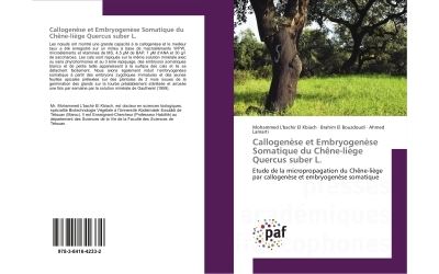 Callogenese et embryogenese somatique du chene-liege quercus