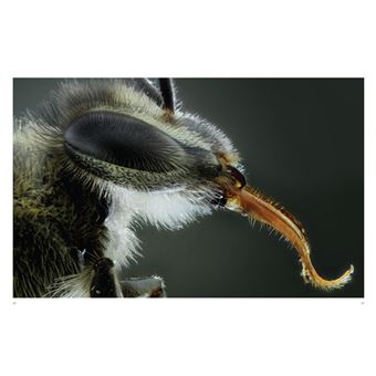 Les Abeilles. Vaillantes et essentielles
