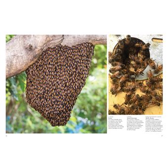 Les Abeilles. Vaillantes et essentielles