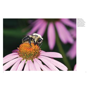 Les Abeilles. Vaillantes et essentielles