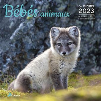 Calendrier Lunaire Sortie Animaux 2023 Calendrier Bébés Animaux 2023 - Dernier Livre De Collectif - Précommande &  Date De Sortie | Fnac