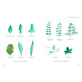 Grimoire d'une cueilleuse