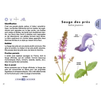 Le petit guide des fleurs sauvages