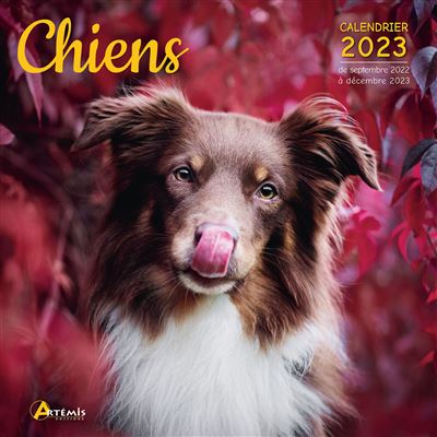 Calendrier De L Avent 2023 Chien Calendrier Chiens 2023 - Dernier Livre De Collectif - Précommande & Date De  Sortie | Fnac